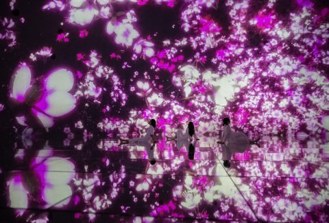“让你在水中徜徉的博物馆”东京teamLab Planets将随樱花而变幻，今年春天限期展出，2020年3月1日起可前往观赏